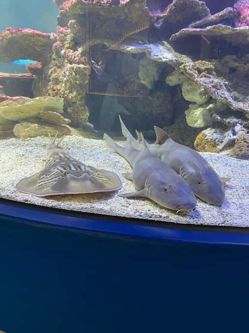 image n.18 of Marine Discovery & Interpretive Centre activity in Bunbury, uploaded by supplier