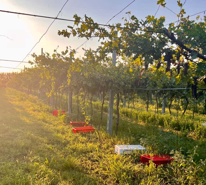 Immagine nº 9 di Il tour completo dell'Amarone: 2 cantine, pranzo e approfondimento sull'Amarone attività a Verona, caricata dal fornitore