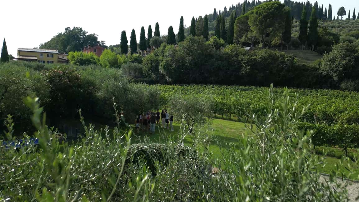 image n.6 of Bardolino: Vineyard Tour with Wine, Olive Oil & Food Tasting activity in Lombardy, uploaded by supplier