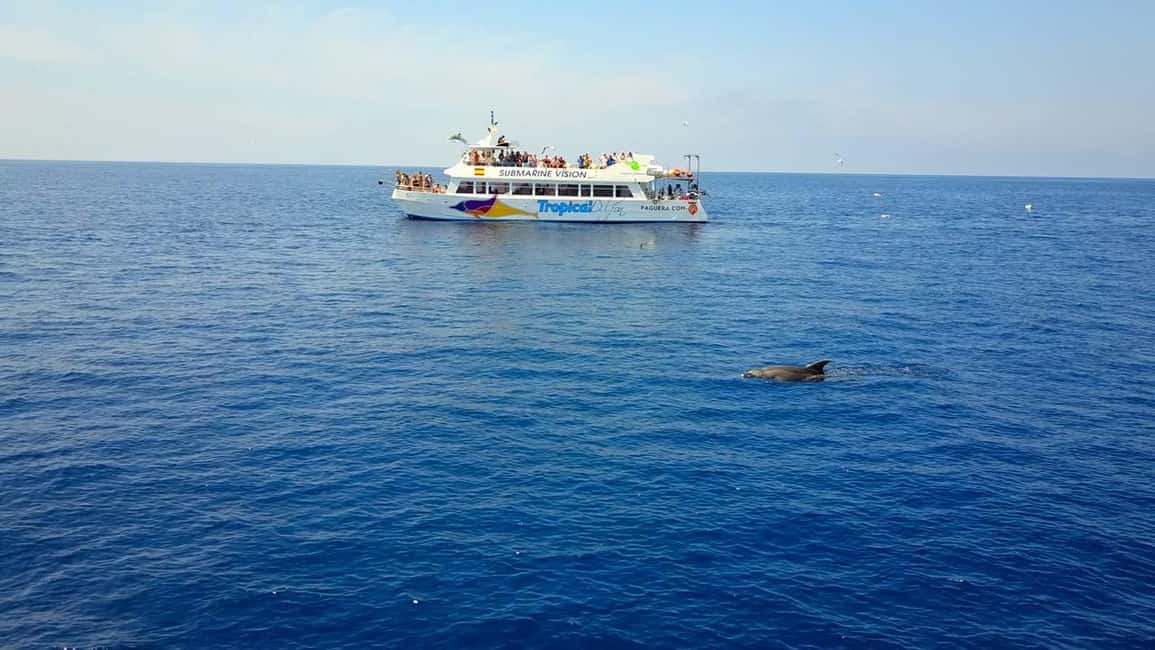 bild nr.5 av Mallorca: 3-timmars eftermiddags båttur med delfinskådning aktivitet i Peguera, uppladdad av arrangören