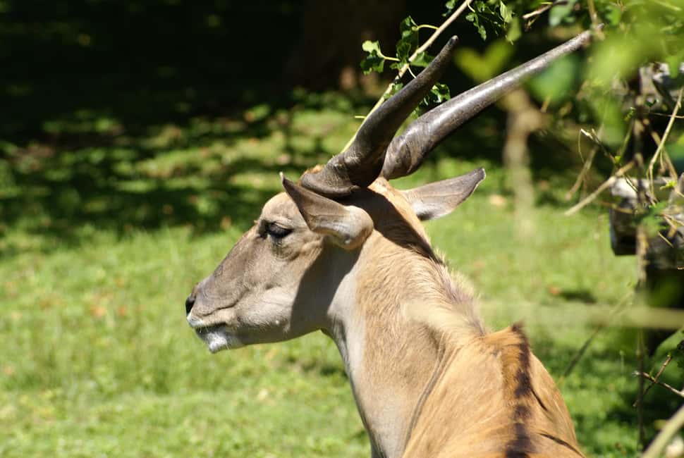 imagen n.º 3 de Buenos Aires: Bioparque Temaiken con Traslados actividad en Buenos Aires, subida por el proveedor