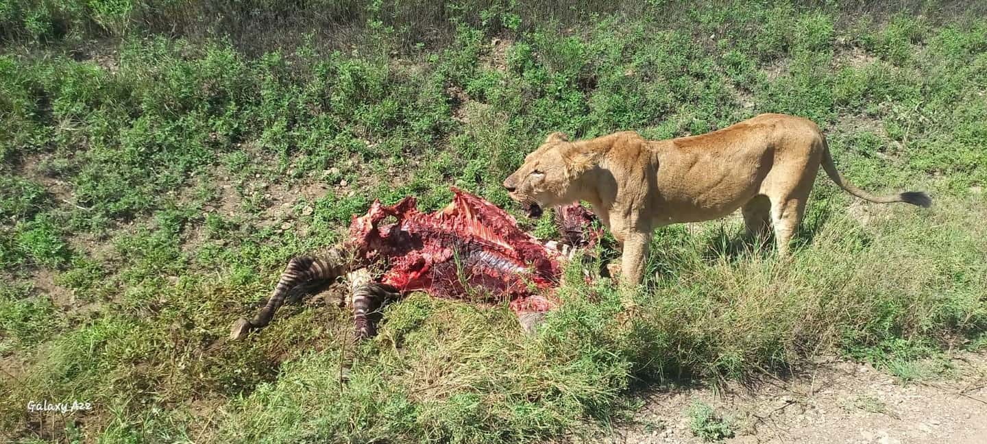 image n.12 of Nairobi National Park, Elephant Orphanage & Giraffe Centre activity in Nairobi, uploaded by supplier