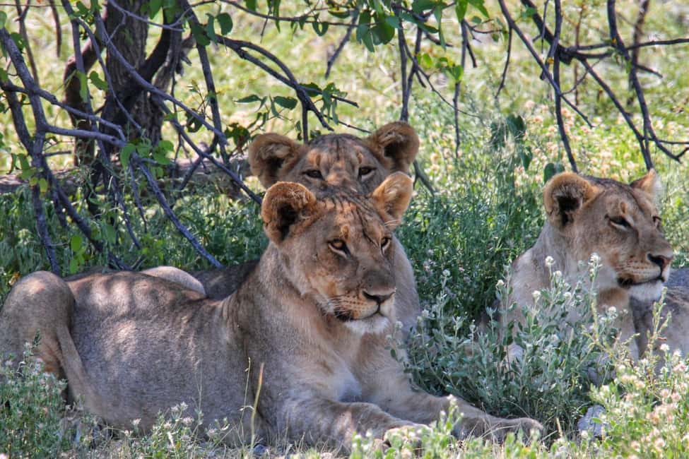 image n.20 of Etosha National Park: Full or Half-Day Game Drive activity in Oshikoto Region, uploaded by supplier