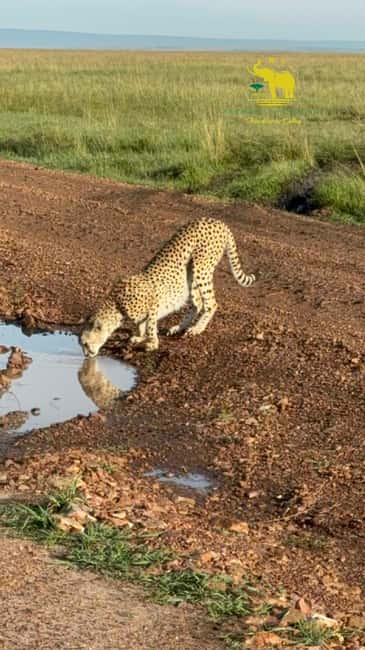 image n.2 of From Nairobi to Masai Mara Reserve & Village visit Day trip activity in Central Kenya, uploaded by supplier