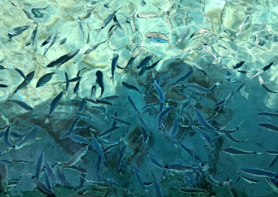 Bild Nr. 9 von Porto-Vecchio : Entdecke die Natur auf den Lavezzi-Inseln Aktivität in Porto-Vecchio, hochgeladen vom Anbieter