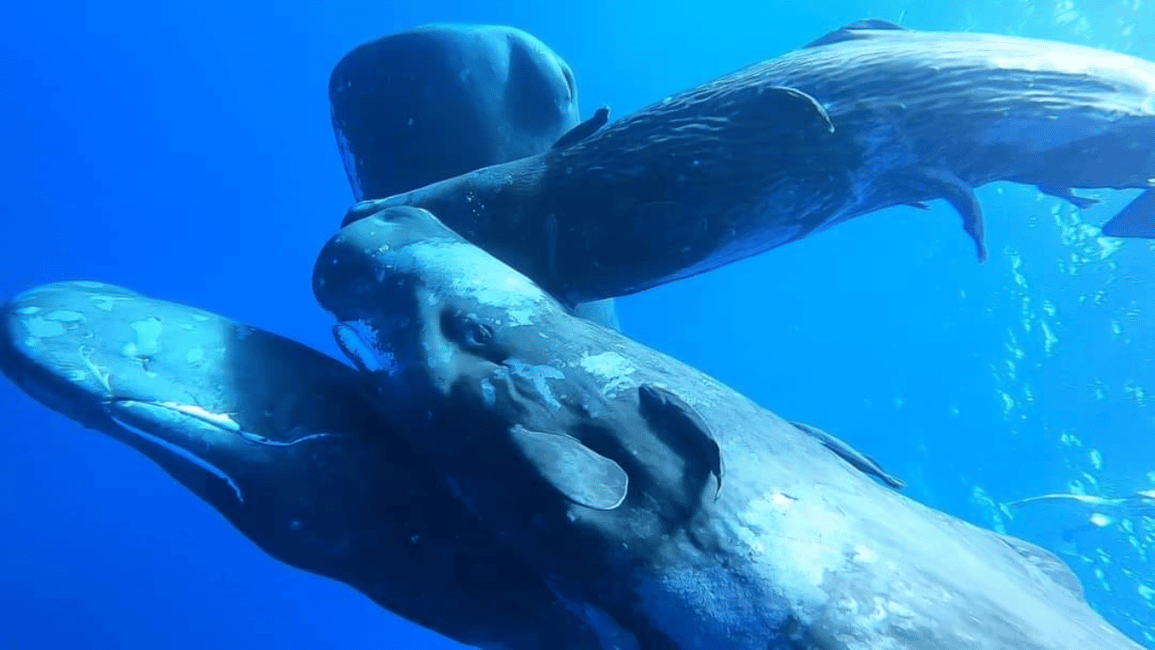 image n.1 of Whale & Dolphins Swimming - Private Speedboat Exclusive Tour activity in Mauritius, uploaded by supplier