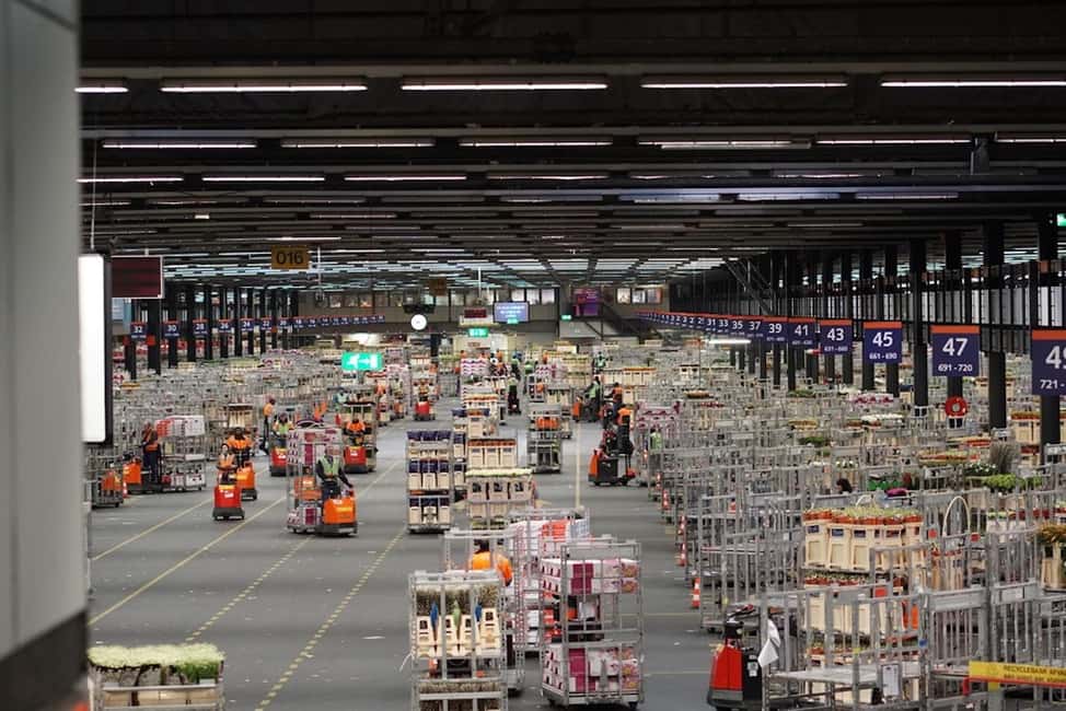 afbeelding n.4 van Aalsmeer: Ontdek de beroemde bloemenveiling van Aalsmeer – Tour activiteit in Aalsmeer, geüpload door aanbieder