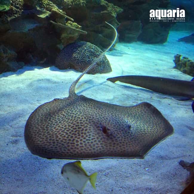 Image N°13 de Kuala Lumpur : billet d'entrée à Aquaria KLCC activité à Kuala Lumpur, publiée par le prestataire