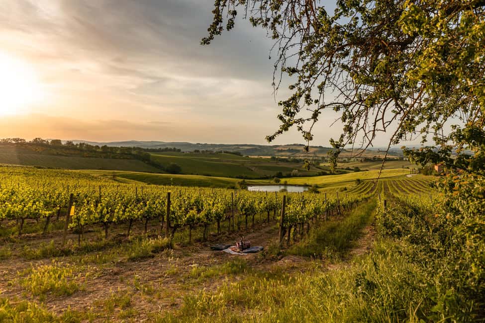 bilde nr.4 av Montalcino: Vinsmaking og toskansk lunsj aktivitet i Montalcino, lastet opp av leverandør