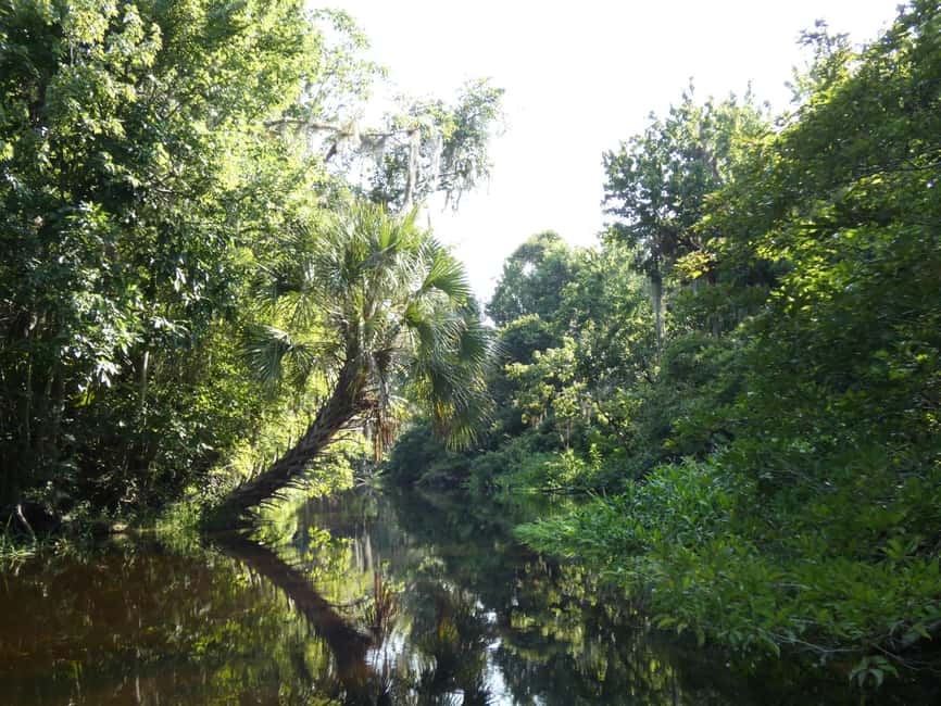 image n.7 of Orlando: Small Group Scenic Wekiva River Kayak Tour activity in Florida, uploaded by supplier