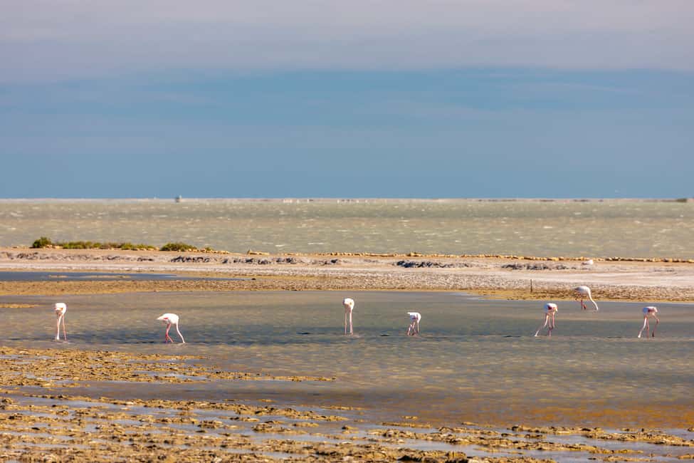 Bild Nr. 3 von Ab Arles: Halbtägige 4x4 Camargue Safari Aktivität in Arles, hochgeladen vom Anbieter