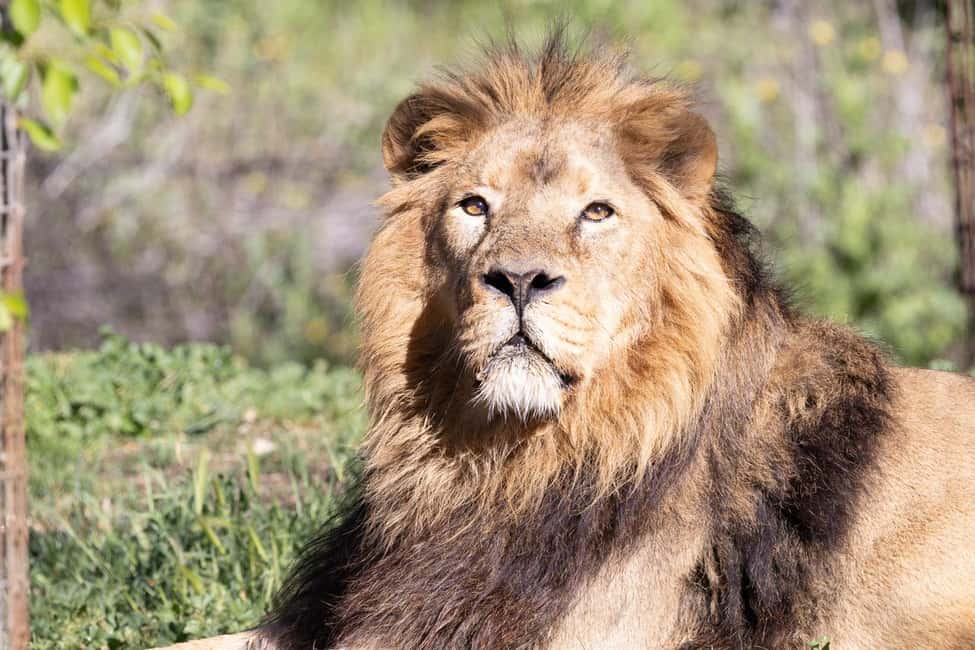 image n.1 of Madrid: Zoo Aquarium Madrid Ticket activity in Madrid, uploaded by supplier