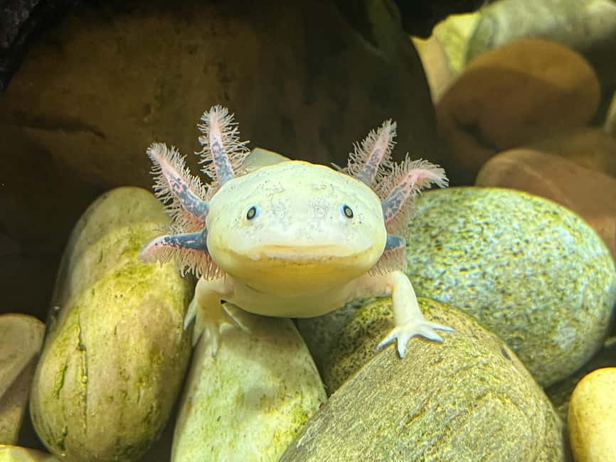 Bild Nr. 25 von Das Florida Aquarium Ticket Aktivität in Tampa, hochgeladen vom Anbieter