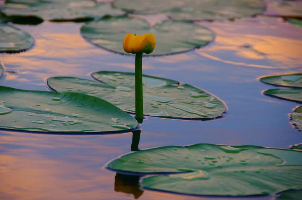 image n.19 of Virpazar: Historical & Nature Boat Adventure on Lake Skadar activity in Podgorica, uploaded by supplier