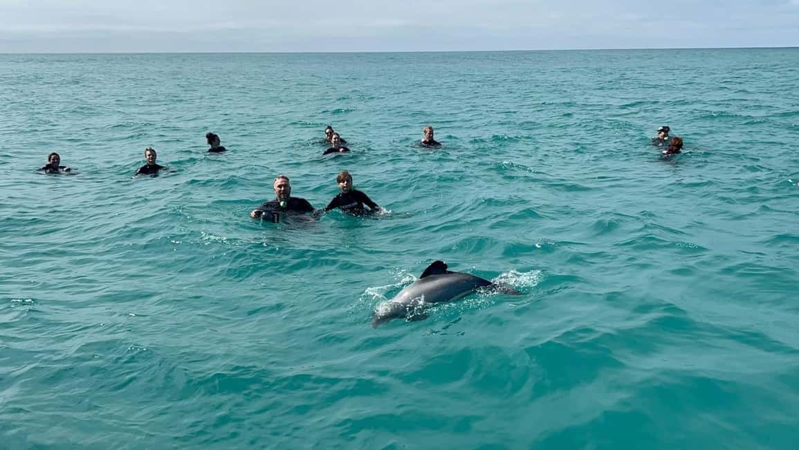 image n.8 of Akaroa: Swimming with Wild Dolphins Experience activity in South Island, uploaded by supplier