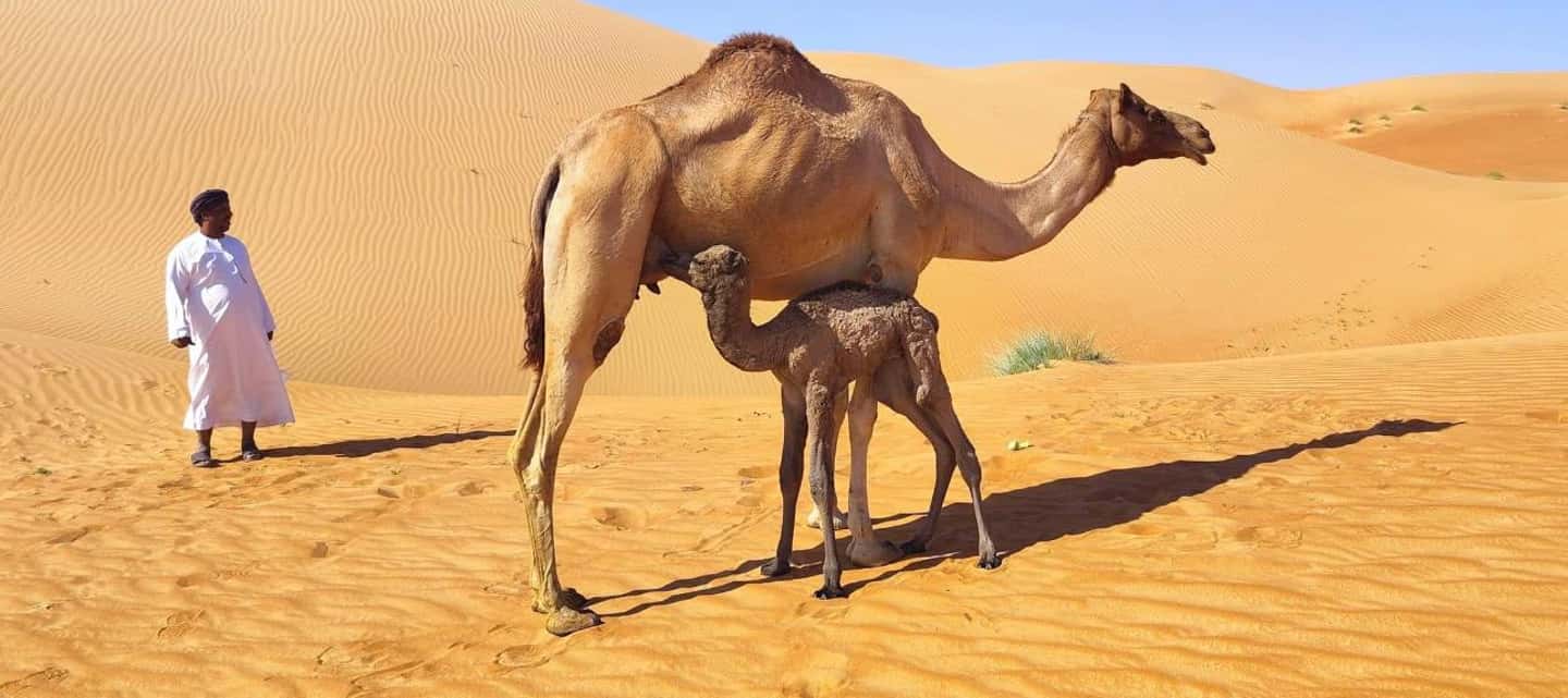 Immagine nº 42 di Avventura nel deserto di Wahiba , Nuoto nel Wadi Bani Khalid attività a Regione al-Sharqiyya, caricata dal fornitore