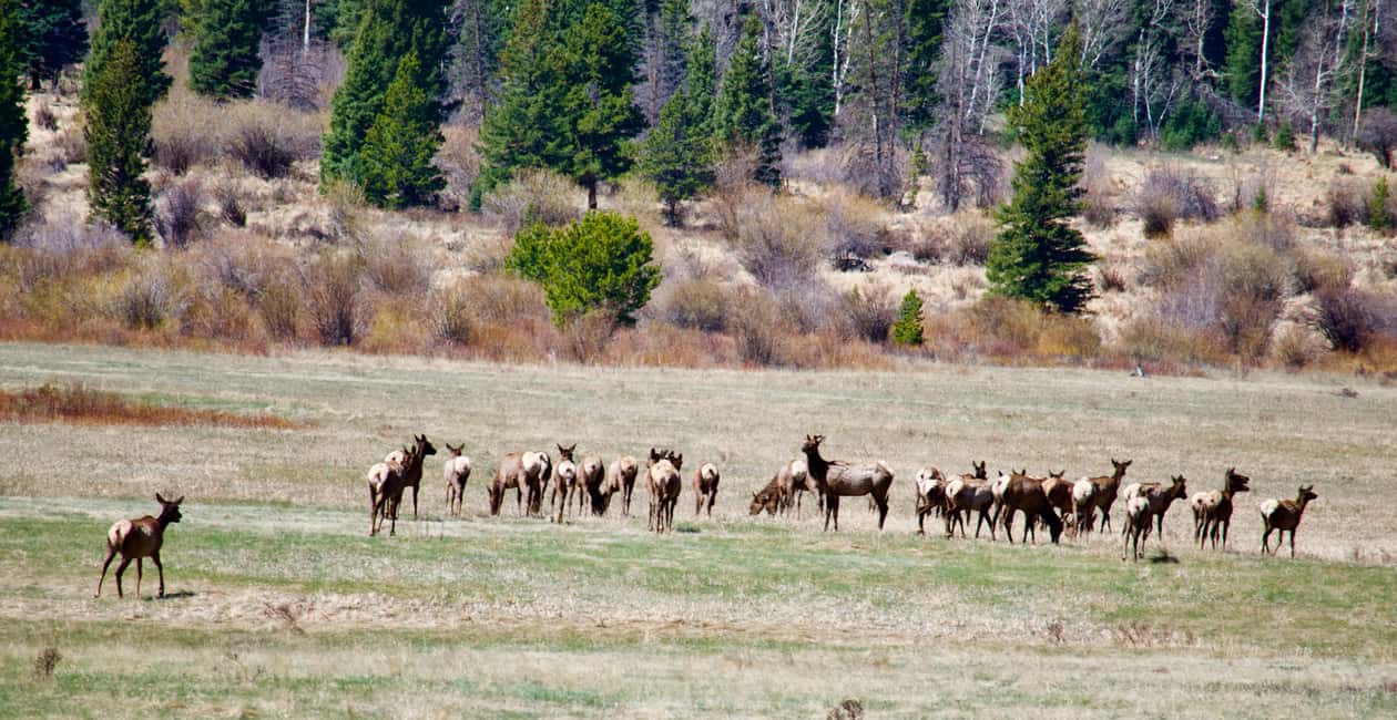 image n.46 of Estes Park: Rocky Mountain National Park Glass-Top Bus Tour activity in Colorado, uploaded by supplier