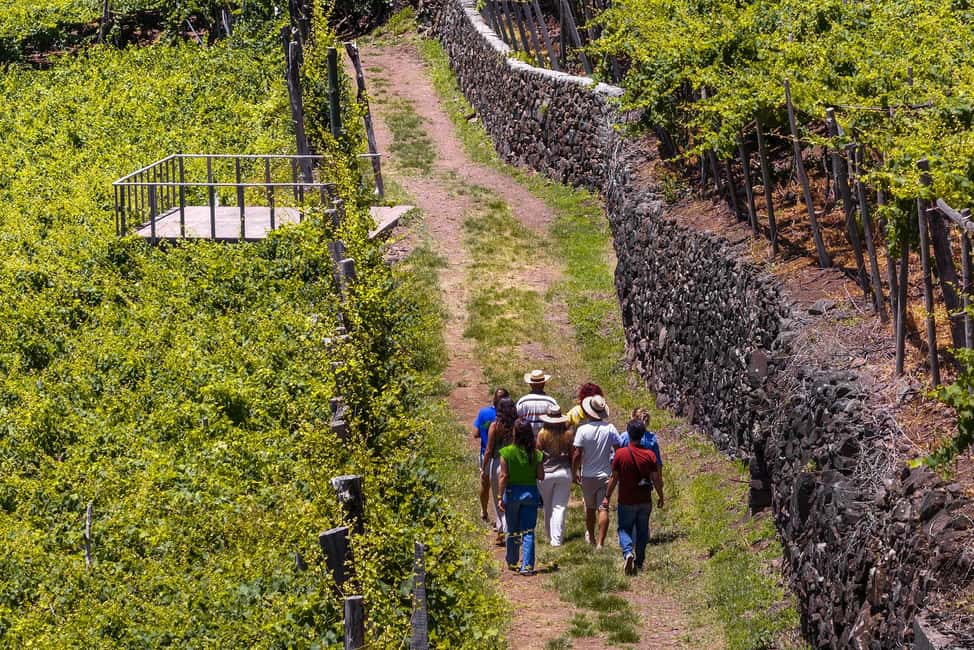 image n.3 of From Funchal: Full-Day Madeira Wine Tour with Lunch activity in Câmara de Lobos, uploaded by supplier