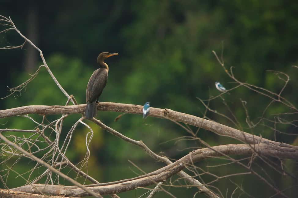 image n.2 of Sandoval Lake & Parrot Clay lick 3 Days/2 Nights activity in Puerto Maldonado, uploaded by supplier