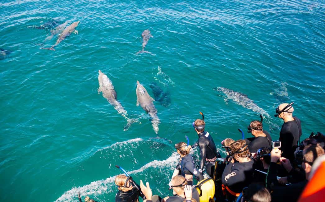 image n.8 of Perth: Swim with Wild Dolphins Tour activity in Perth, uploaded by supplier