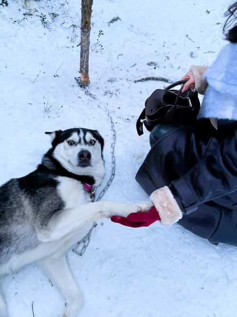 billede nr.7 af aktiviteten Levi: 5 km hundeslædetur i Levi i Sirkka, uploadet af udbyder