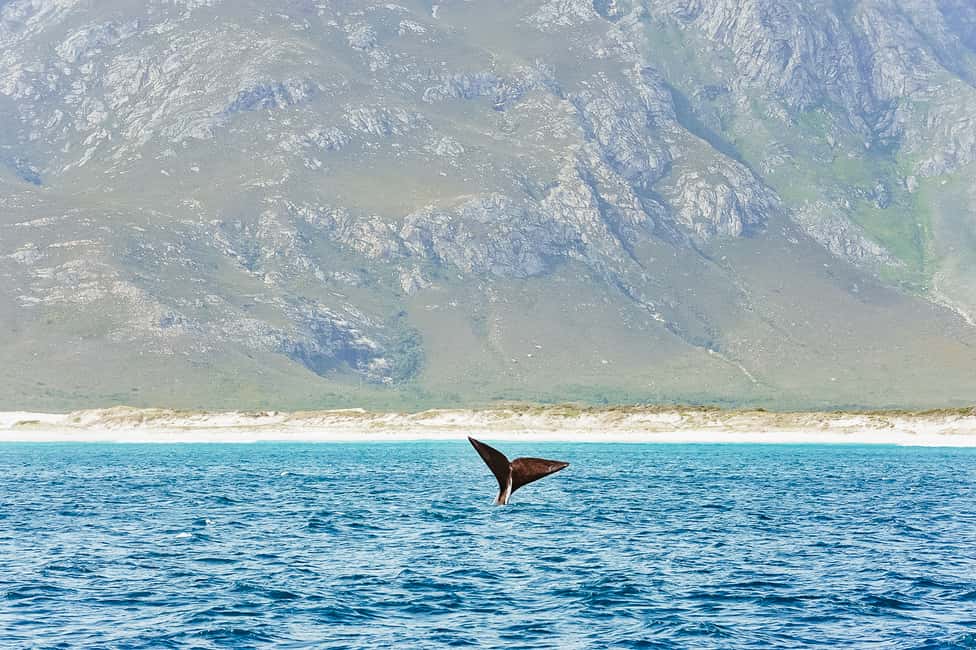 bild nr.2 av Hermanus: Båttur för val- och delfinskådning aktivitet i Hermanus, uppladdad av arrangören