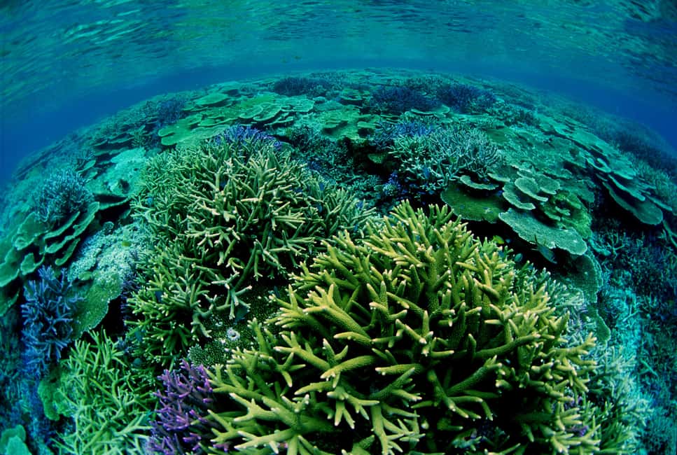 image n.7 of Half-Day Snorkeling Trip to Kerama & Marine Sports activity in Okinawa, uploaded by supplier