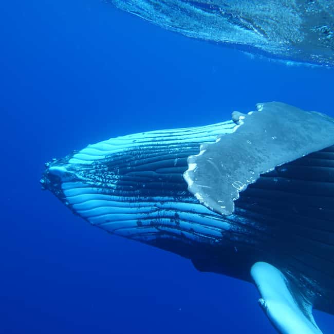 image n.3 of Tahiti island: Whale watching Experience activity in Puna'auia, uploaded by supplier