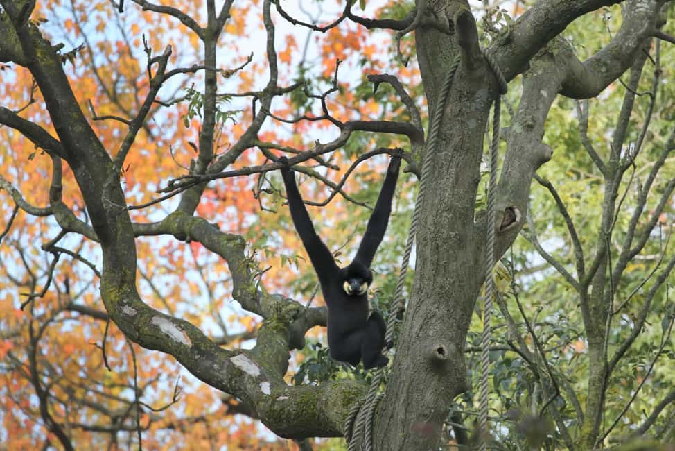 bild nr.8 av Amsterdam: ARTIS Royal Zoo inträdesbiljett aktivitet i Amsterdam, uppladdad av arrangören