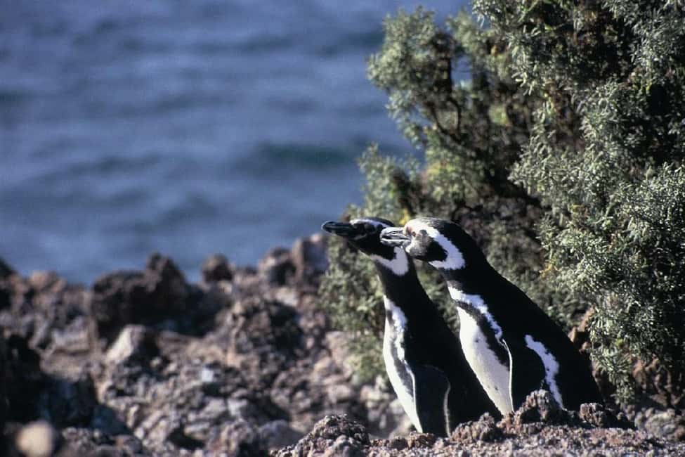 Bild Nr. 5 von Ab Puerto Madryn: Tagestour nach Punta Tombo mit Hoteltransfer Aktivität in Chubut Provinz, hochgeladen vom Anbieter