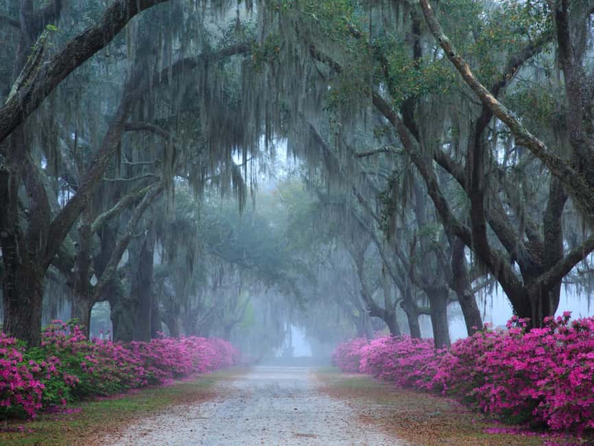 image n.1 of Savannah: Bonaventure Cemetery Tour activity in Savannah, uploaded by supplier