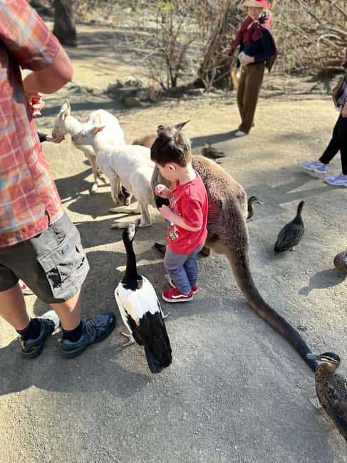 imagen n.º 1 de Desde Adelaida: Abraza a un Koala y Visita Histórica a Hahndorf actividad en Adelaida, subida por el proveedor