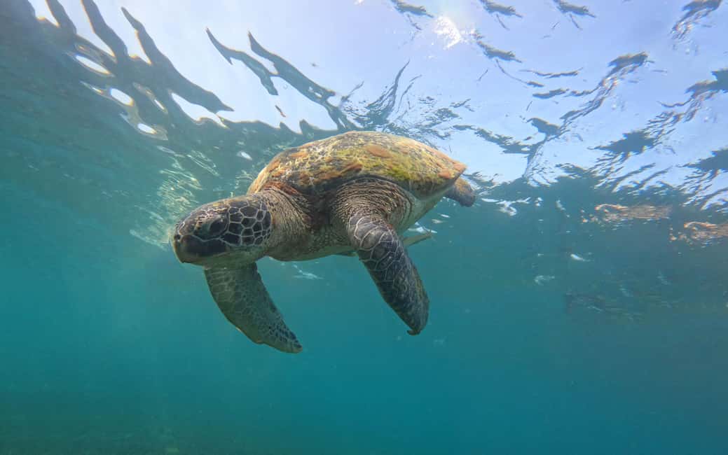 billede nr.23 af aktiviteten Privat charterbåd rundt i snorkelparadiset Koh Tao i Ko Tao, uploadet af udbyder