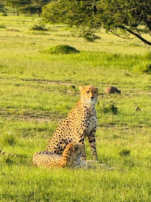image n.121 of From Nairobi to Masai Mara Reserve & Village visit Day trip activity in Central Kenya, uploaded by supplier