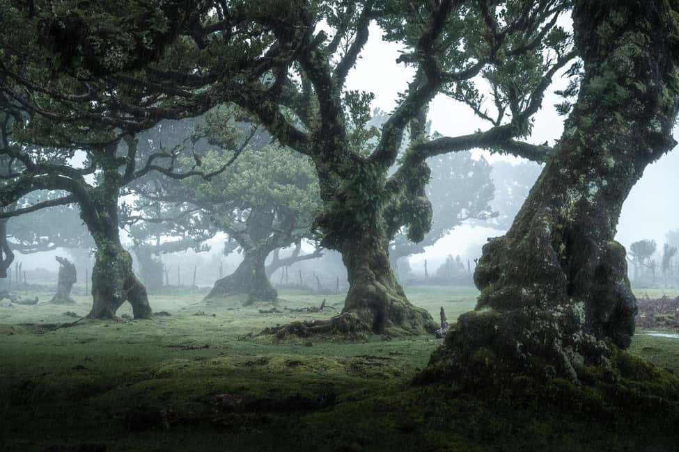 image n.9 of Madeira: West Tour With Guide Fanal Forest SykWalkExperience activity in Estreito de Câmara de Lobos, uploaded by supplier
