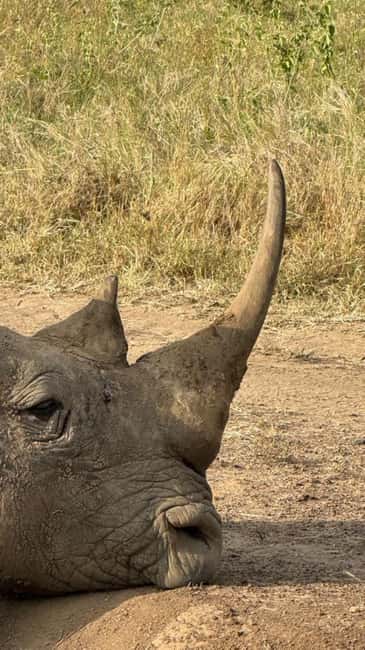 image n.13 of Nairobi : Nairobi National Park: 5- hours Guided Game Drive activity in Nairobi, uploaded by supplier