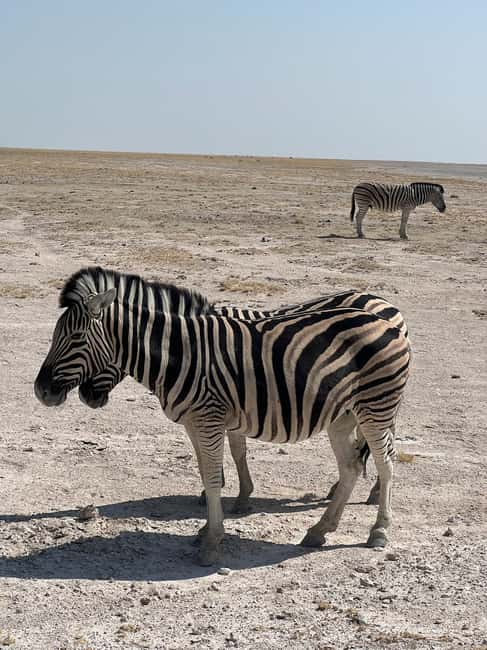 afbeelding n.2 van Vanuit Windhoek: 3-daagse Etosha met verblijf in een lodge activiteit in Okaukuejo, geüpload door aanbieder