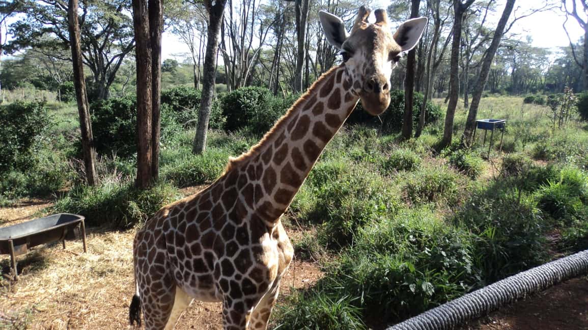 image n.14 of Giraffe Center and Karen Blixen Museum Tour from Nairobi activity in Nairobi, uploaded by supplier