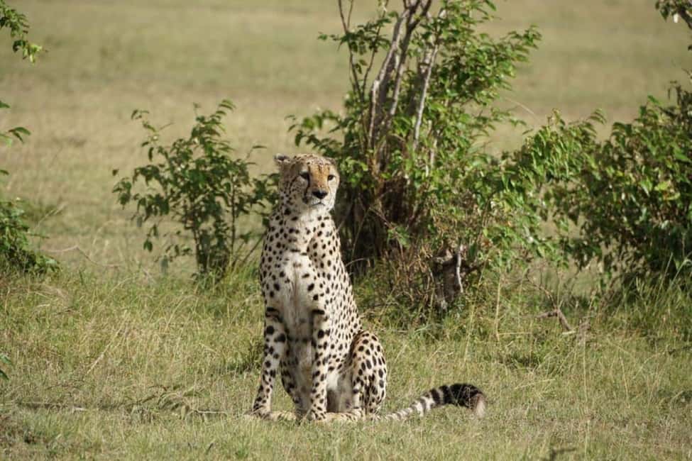 image n.29 of 2-Days Wildlife Safari to Tsavo East & Tsavo West Park activity in Coast Province, uploaded by supplier