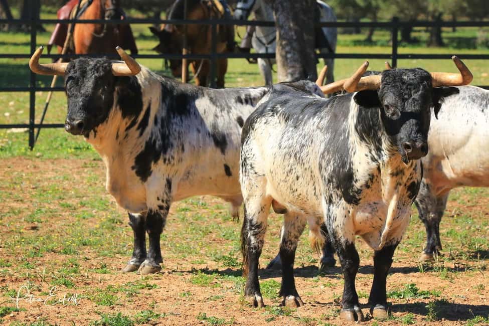image n.4 of Cadiz: Andalusian Horses and Bulls Country Show activity in Medina Sidonia, uploaded by supplier