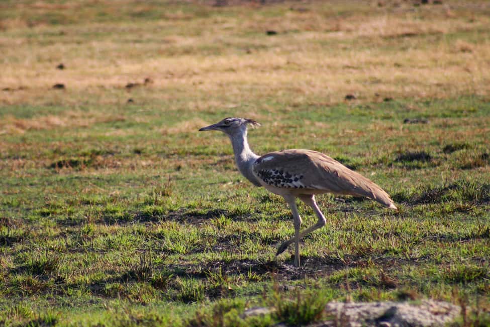 image n.3 of Victoria Falls, Chobe day trip and devils pool combo activity in Victoria Falls Town, uploaded by supplier