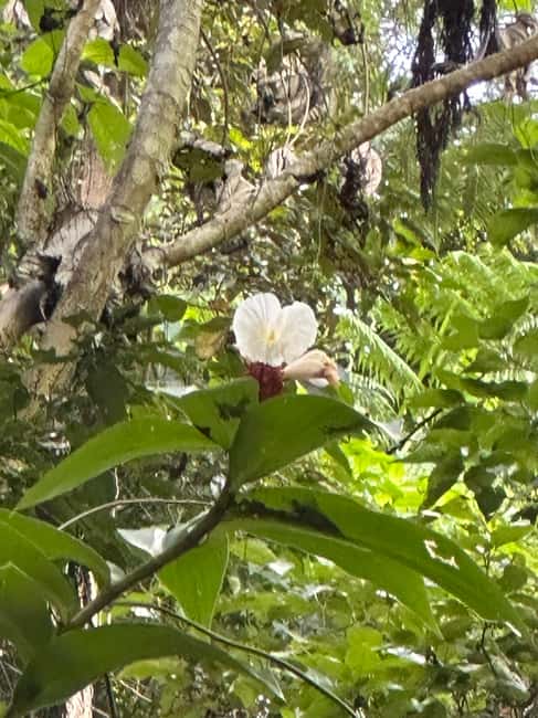 billede nr.27 af aktiviteten Fajardo: Guidet eventyr i El Yunque-skoven i Río Grande, Puerto Rico, uploadet af udbyder