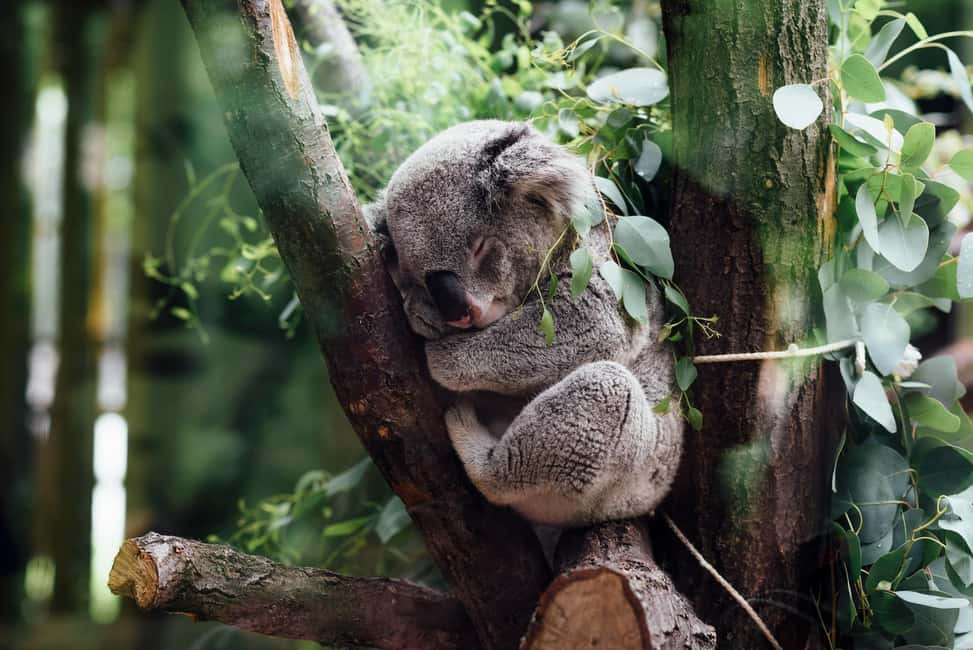 image n.5 of Sydney: Blue Mountains Tour with Wildlife Park & Waterfalls activity in Sydney, uploaded by supplier