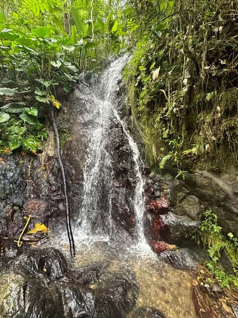 billede nr.21 af aktiviteten Fajardo: Guidet eventyr i El Yunque-skoven i Río Grande, Puerto Rico, uploadet af udbyder