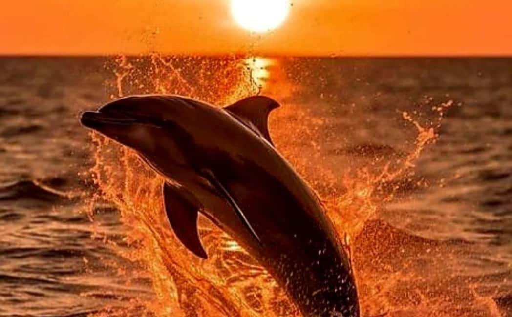 Immagine nº 22 di 3 ore di osservazione dei delfini al tramonto con bevande illimitate + cena attività a Istarska, caricata dal fornitore