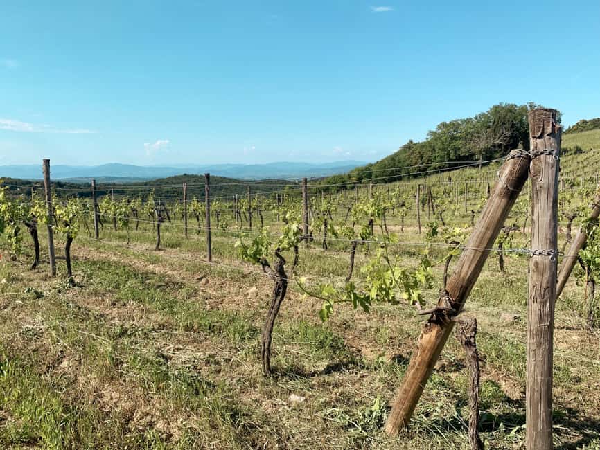 imagen n.º 26 de Desde Florencia: Visita a las Bodegas de las Colinas del Chianti con Degustación actividad en Florencia, subida por el proveedor