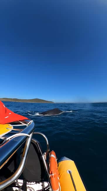 image n.6 of Noosa: Humpback Whale Watching Tour activity in Noosa Heads, uploaded by supplier