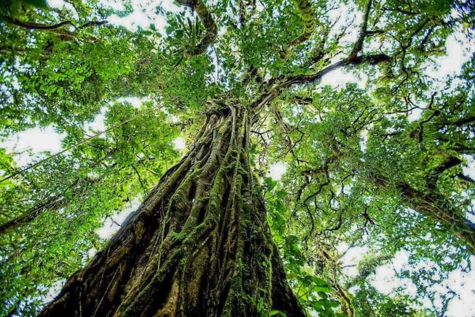imagen n.º 9 de Manaos: Tour de 2, 3 o 4 días por la selva amazónica en el Anaconda Lodge actividad en Manaos, subida por el proveedor