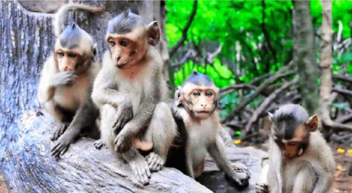 Immagine nº 2 di Ho Chi Minh: Eco Tour alla foresta di mangrovie di Can Gio PVT e SIC attività a Vietnam meridionale, caricata dal fornitore