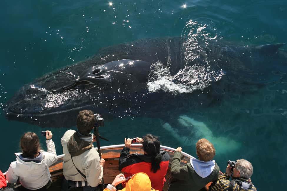 image n.6 of From Dalvik: Arctic Whale Watching in Northern Iceland activity in Northeastern Region, Iceland, uploaded by supplier